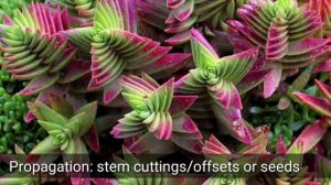 How to Grow Crassula Capitella | Campfire