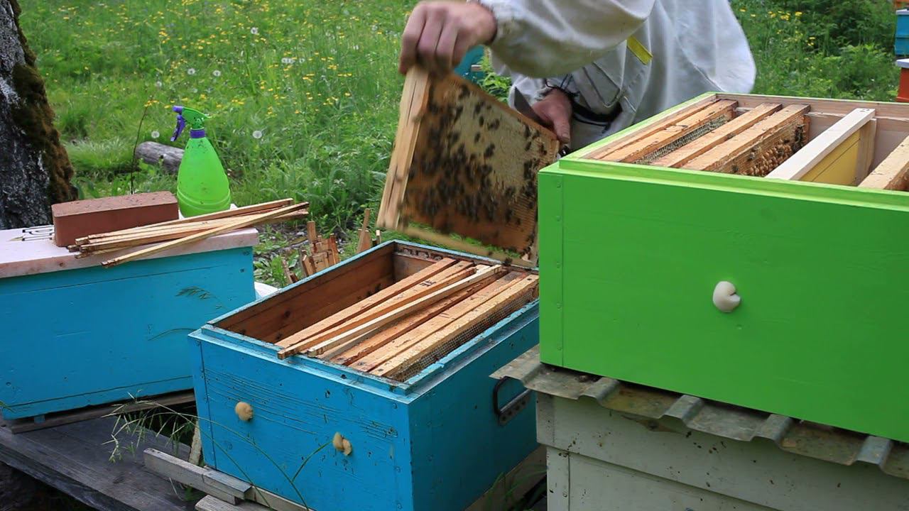 Расширяю, подымаю расплод. смотреть онлайн