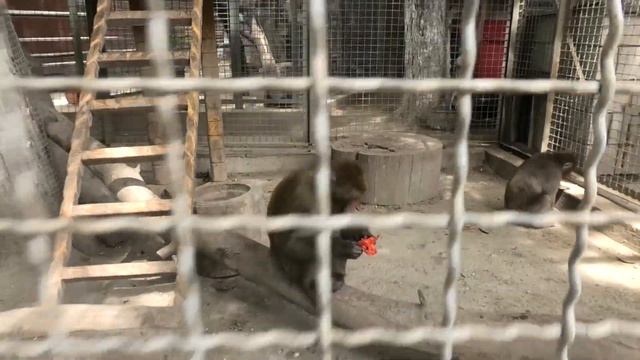 Салон красоты у макак! Все угостились помидорами! Macaque beauty salon! Everyone ate the tomatoes! смотреть онлайн