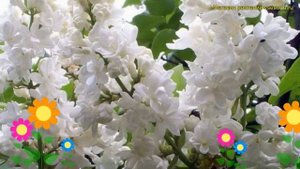 Сирень обыкновенная маленький принц. Краткий обзор, описание характеристик syringa vulgaris