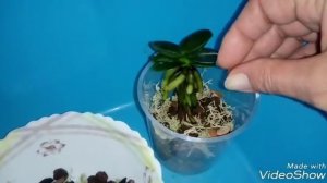 ПОСАДКА ОРХИДЕИ Sedirea Japonica Minmaru