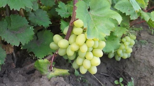 Виноград сорт Подарок Запорожью (август) смотреть онлайн