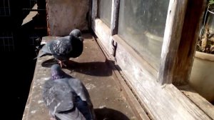 Голуби-битва за хлеб | Клюв и перья | Pigeon fight
