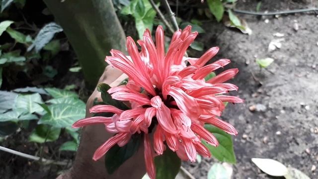 Justicia carnea - grow & care - indoor or outdoor (Unique flowers) смотреть онлайн