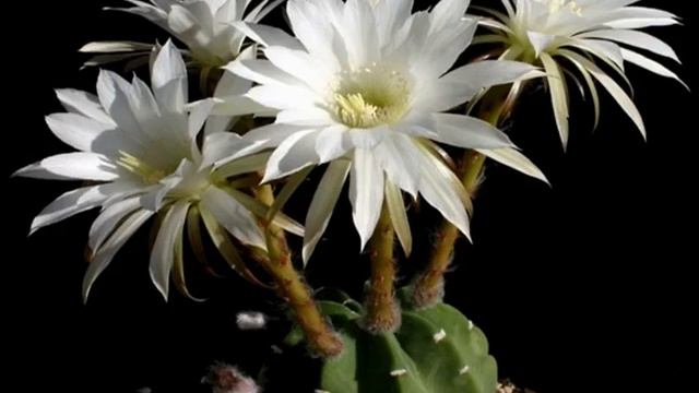 Кактус эхинопсис — уход в домашних условиях смотреть онлайн