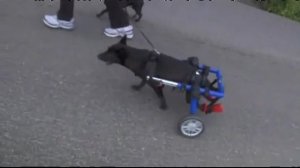 Собака инвалид