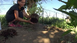 Не удержалась и купила новые растюхи в сад