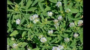 Пажитник сенной