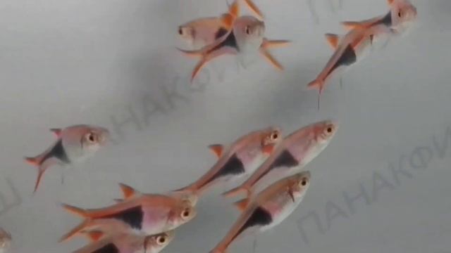 Расбора клинопятнистая (Rasbora heteromorpha)