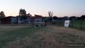 Обучение щенка бордер колли перегон овец Mind the Dog Warden