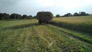 Пора сенокоса, Ольга возит сено на тракторе Лтз