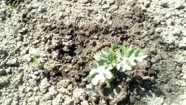 Арбузы Кримсон Свит. 04.06