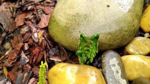 (часть 1) ВЕСЕННИЙ САД С НАЗВАНИЯМИ РАСТЕНИЙ |  РЕДКИЕ растения в саду | Прогулка по саду