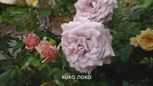 САМЫЕ КРАСИВЫЕ РОЗЫ 100 сортов!
