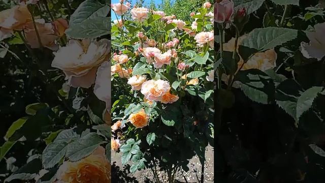 Роза Зе Импрессионист ( плетистая). смотреть онлайн