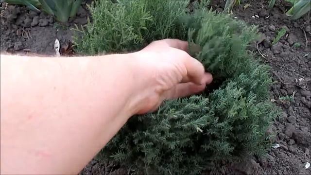 Туя  западная Тедди