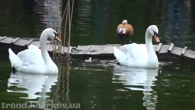 Харків парк 2015 \ Lake in the #Kharkiv Park смотреть онлайн