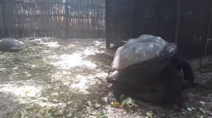 Любовь черепах. love turtles