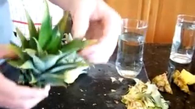 How to: Grow Pineapples at home смотреть онлайн