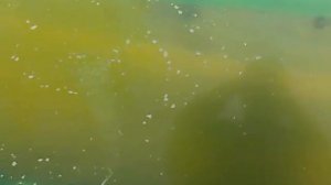 ПРУД В ОГОРОДЕ