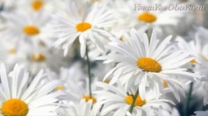 Ромашки! Белые Ромашки! Моим ДРУЗЬЯМ с Любовью!