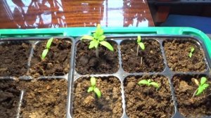 Огород круглый год или огород на подоконнике. Томат Каменный цветок и перец Аладин