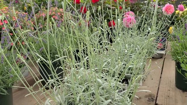 Lavandula 'Silver Mist'//?Best SILVER Lavender & Beautifully FRAGRANT too!
