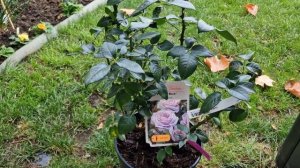 Новинка роза #PacificBlue интенсивный аромат и голубой цвет