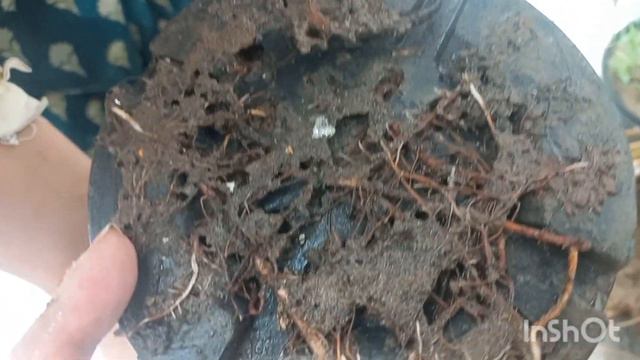 How to make syngonium plant potting mix,|arrowhead plant leaves turning yellow. смотреть онлайн