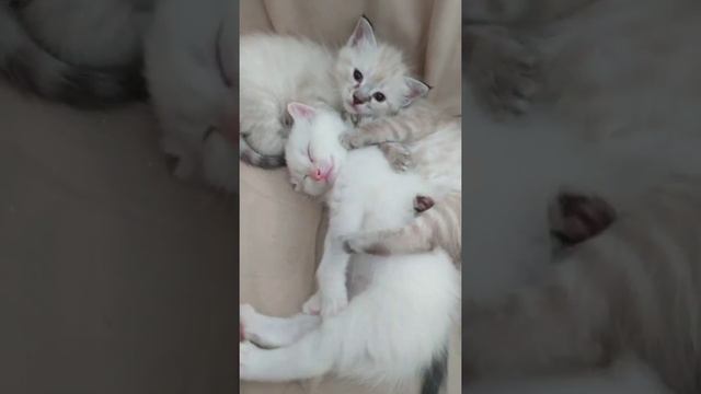 С добрым утром 🤍 #котята смотреть онлайн