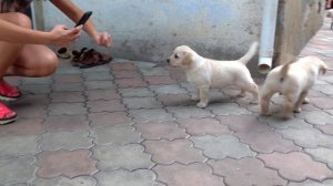 ?Фотомодели. Щенки лабрадора. Centerfolds. Labrador puppies.