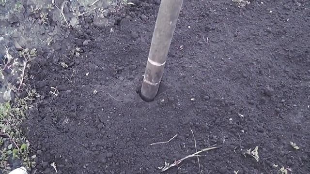 Как вырастить ГРЕЦКИЙ ОРЕХ на даче. Часть 2