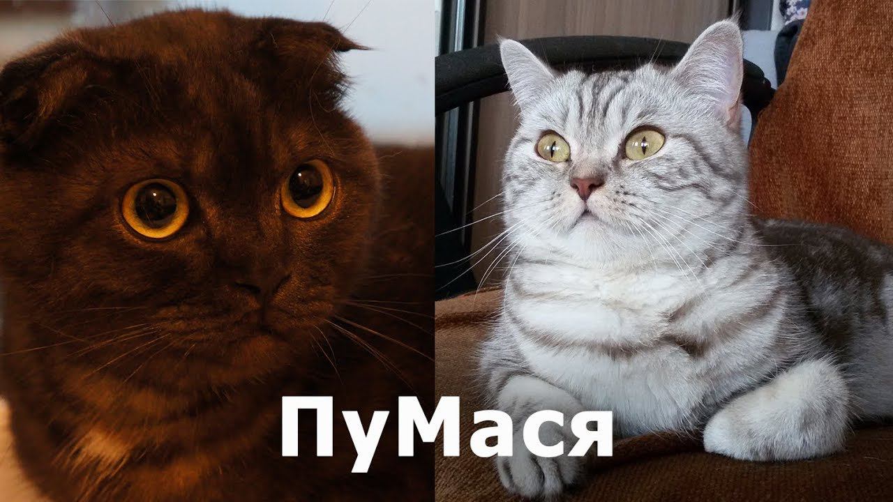 Новый питомец - британская кошка Мася / Уживутся ли?