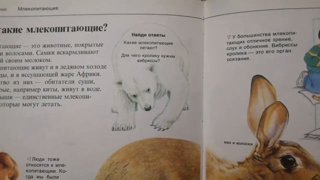 Млекопитающие🤓 смотреть онлайн