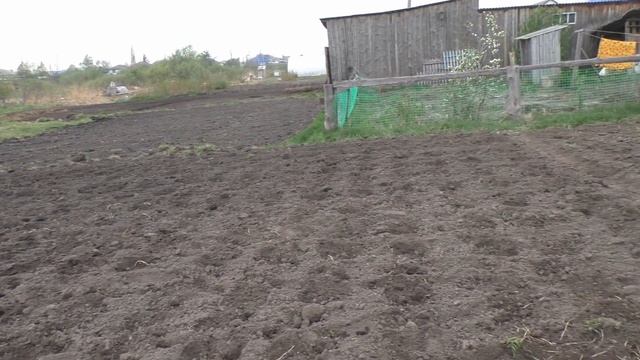 Сажаем картошку новой лопатой Fiskars. Это просто чудо!