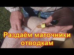 Раздаём маточники отводкам