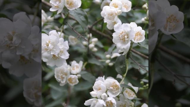 Парфюм LR и фэн-шуй