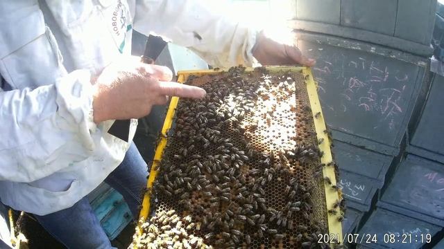 Итог пчелосезона 21.Взяток с подсолнуха почти закончился.Пыльцы в ульях нет.Мёдом залиты рамки. смотреть онлайн