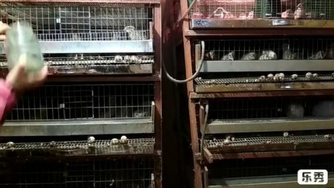 #ДомашниеЖивотные #Дача. Какие домашние животные живут у Ариши на даче?