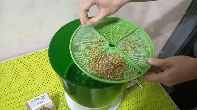 Как прорастить семена рукколы в проращивателе семян ДоброСад. День третий