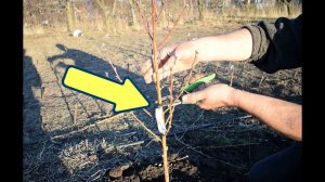 Сделайте это со сливой осенью в октябре и сентябре для мощного урожая на следующий год!