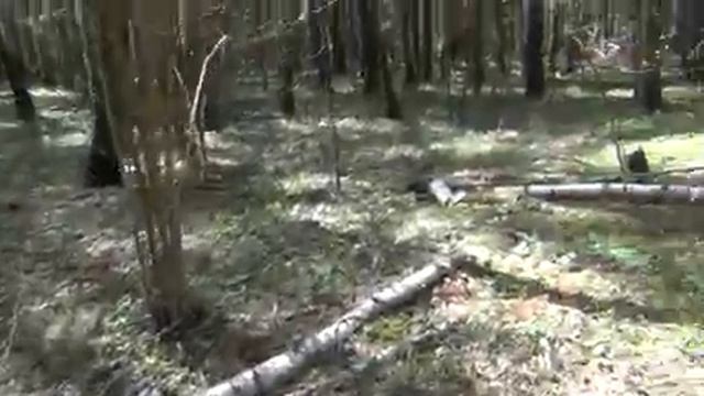 Подумал ПЕНЬ а ЭТО СТРОЧОК. Первые весенние грибы. Сбор грибов в Калужской области. смотреть онлайн