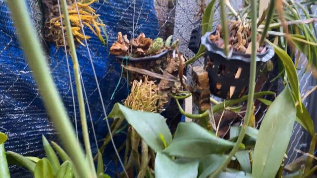 AN ORCHID A DAY EPISODE 284  QUIET STROLL IN THE ORCHID JUNGLE orchidblooms