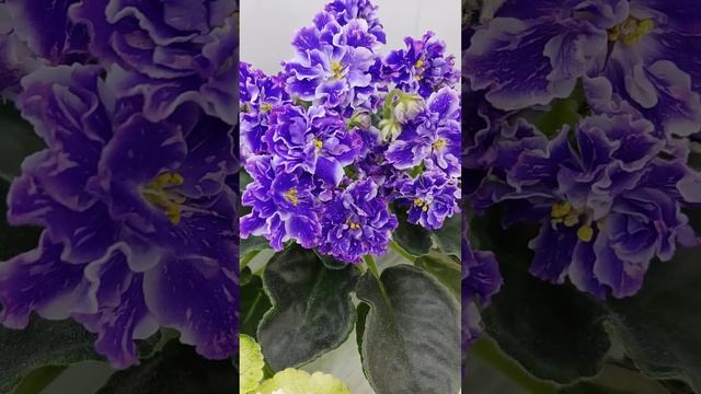 Фиалка НД-Уральские Самоцветы Люкс и ЛЕ-Золото Нибелунгов Голд