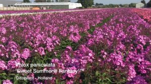 Phlox pan. 'Sweet Summer® Fantasy'™