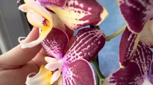 Шикарный Пиниф | Домашнее цветение голландской орхидеи |Фактурный, рельефный фаленопсис phal. Pinyf