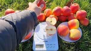 APPLE PINOVA / ЯБЛОНЯ ПИНОВА