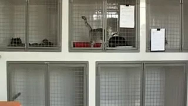 У домашней кошки обнаружили бешенство смотреть онлайн