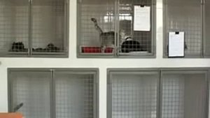 У домашней кошки обнаружили бешенство