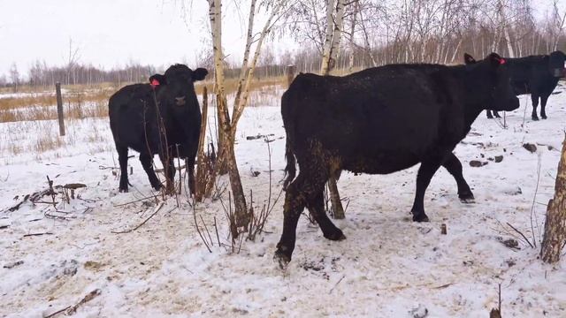 Господдержка мясного животноводства | Субсидии в сельском хозяйстве